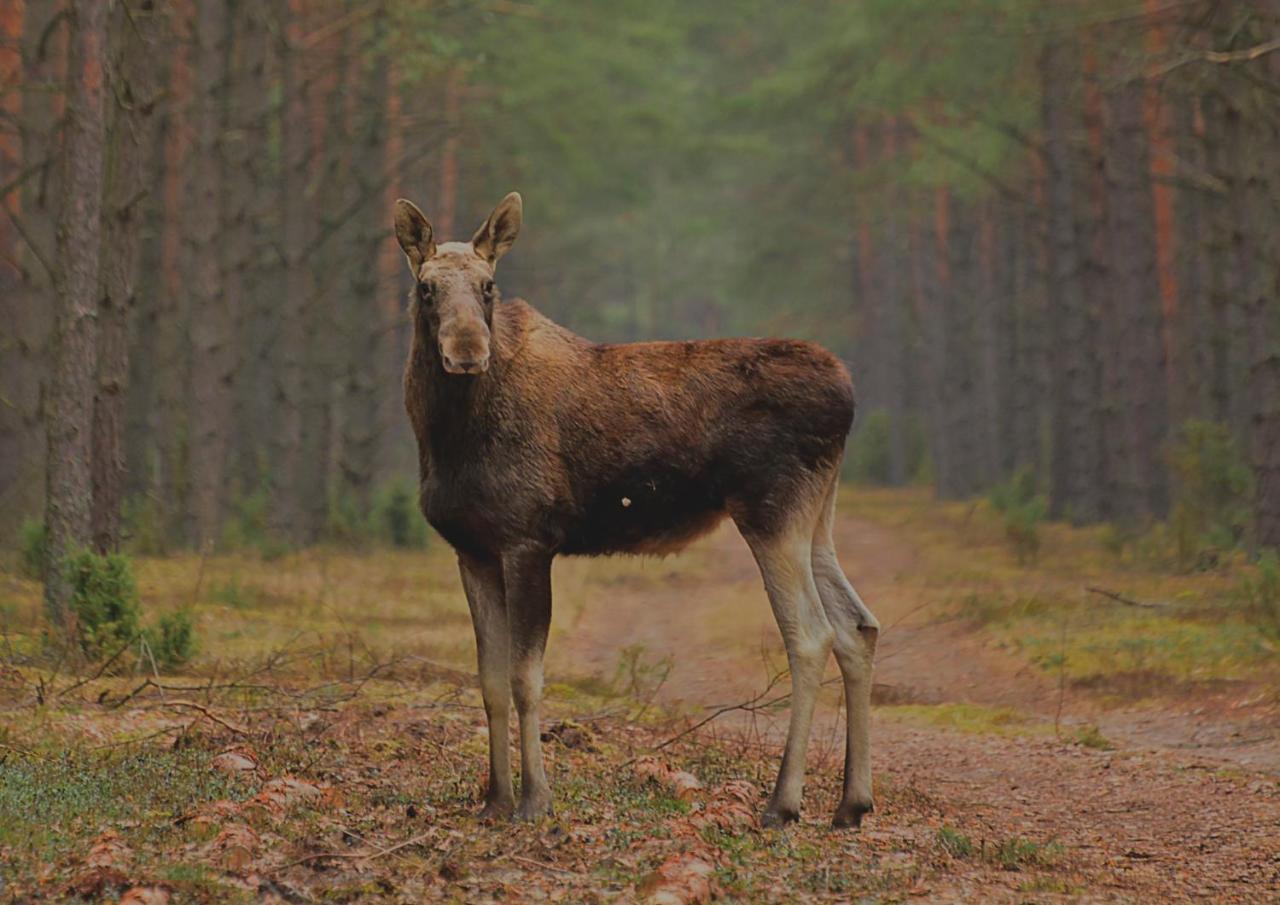 Losinek Dolistowo Stare Bagian luar foto
